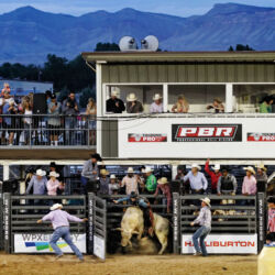 Bull Ridering